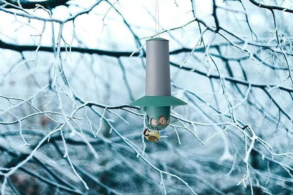 Så tar du hand om fåglarna i vinter Så tar du hand om fåglarna i vinter